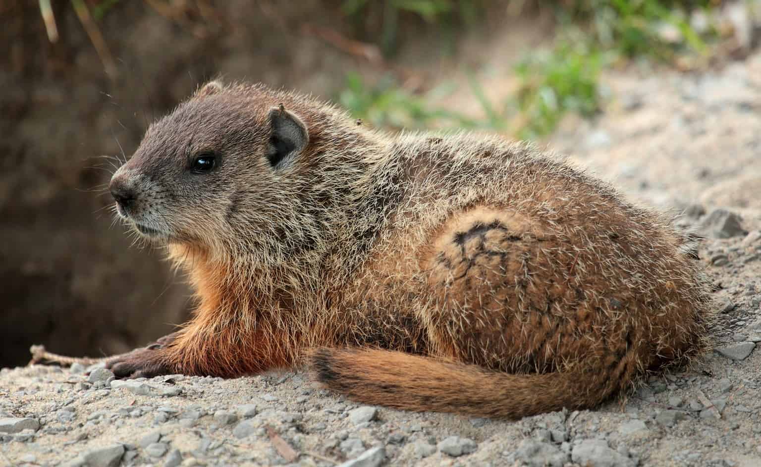 Discover 9 Smells Groundhogs Absolutely Hate and Keep Them Out of Your ...