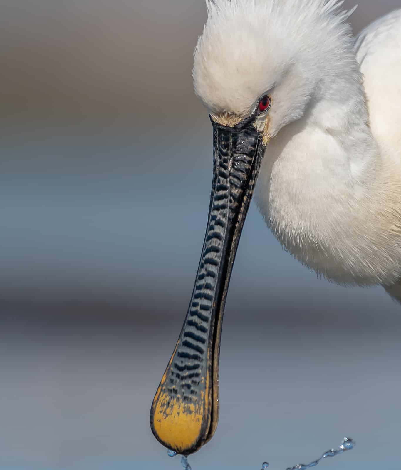 Discover 17 Birds With Beautiful Multicolor Beaks - A-Z Animals