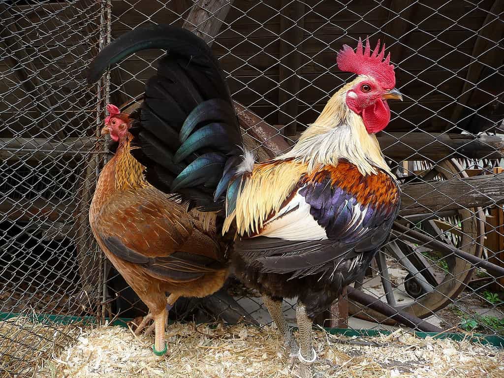 Old English Game chickens; hen and rooster
