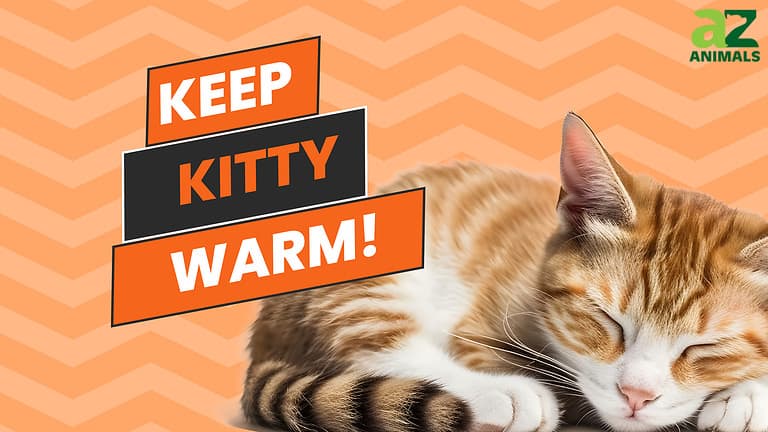 Keep Kitty Warm