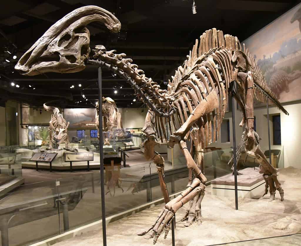 Paralophosaurus