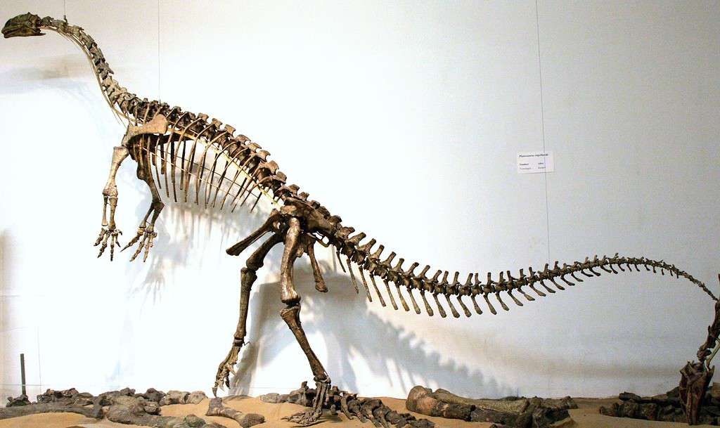 Prosauropods