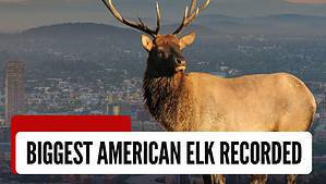 The Largest American Elk Ever Caught in Oregon Picture
