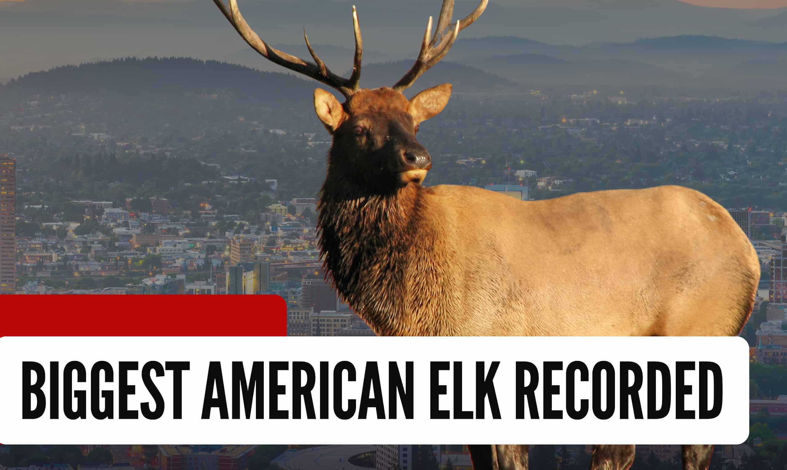 OR Elk