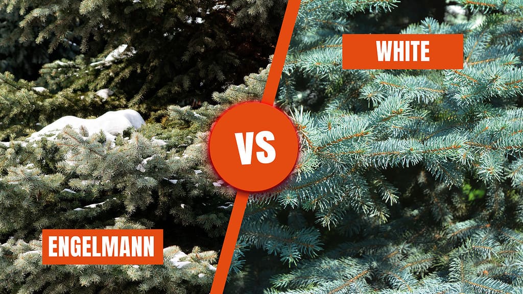 Spruce Vs