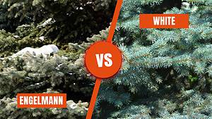 Engelmann Spruce vs. White Spruce Tree: 6 Differences Between These Towering Giants Picture