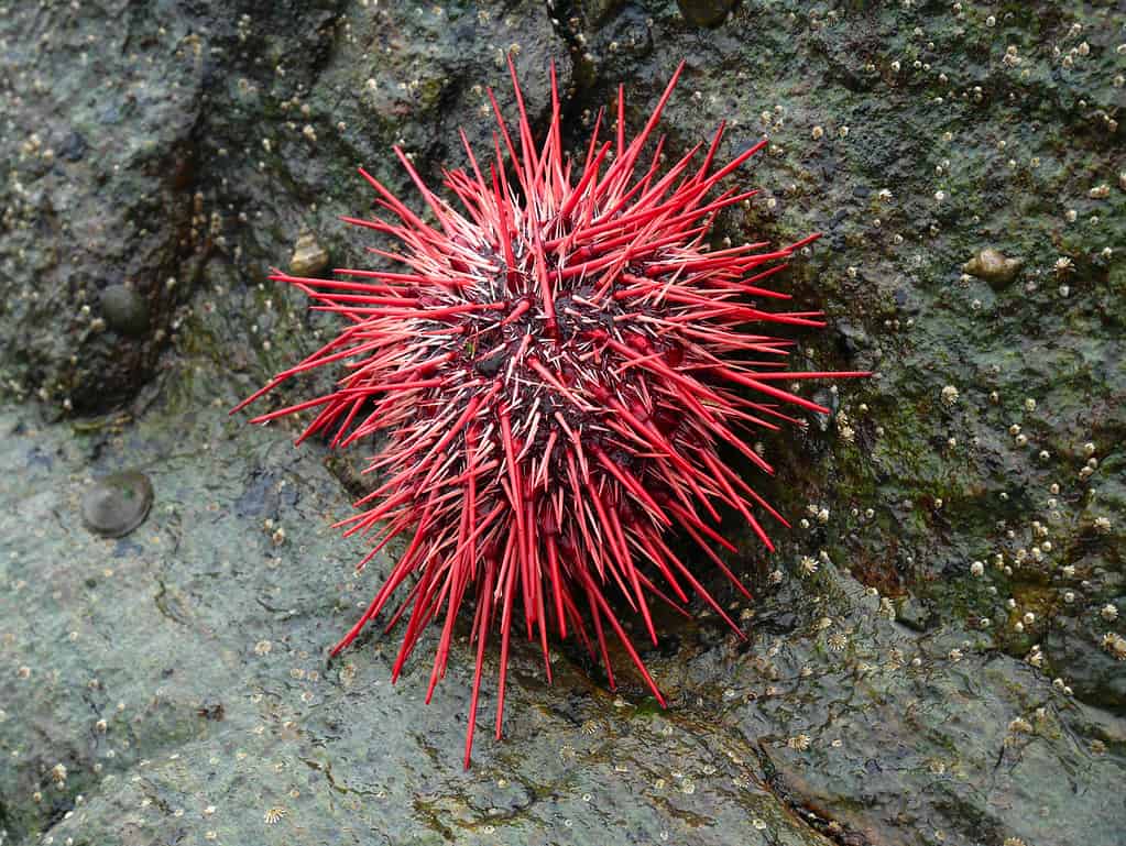 Red sea urchin