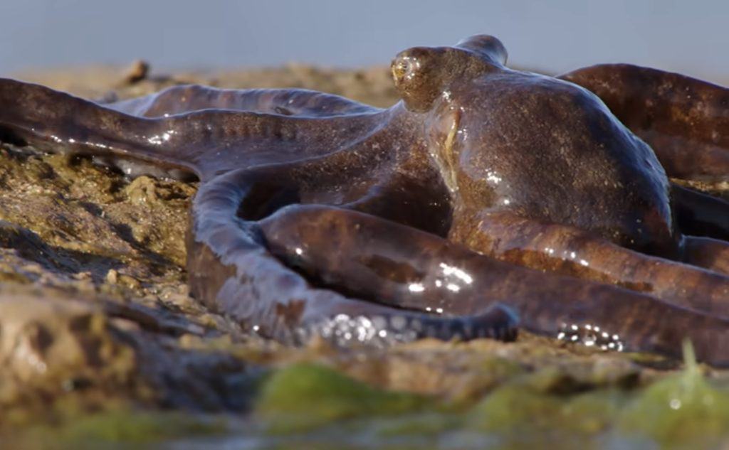 How Long Can Octopus Survive Out of Water: Surprising Facts Revealed