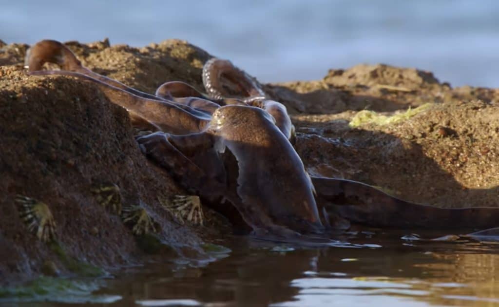 Algae octopus crawling onto land