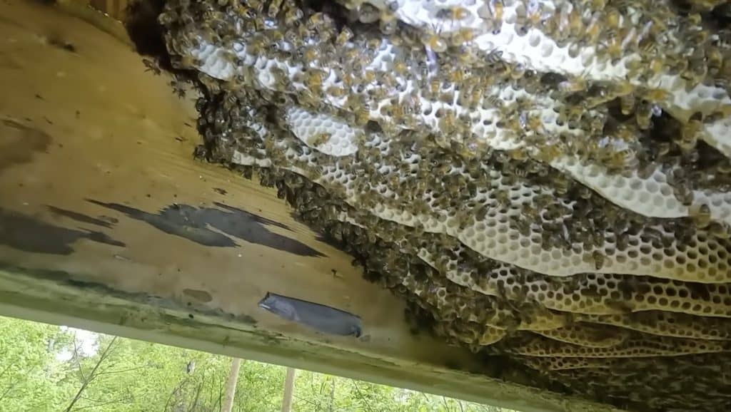 Honey bees with honeycombs