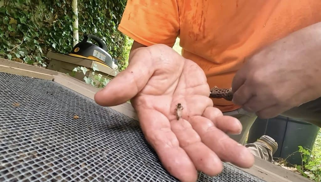 Beekeeper holding a queen bee