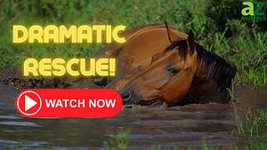 See An Amazing Rescue of a Horse Submerged in Mud And Can’t Get Out Picture