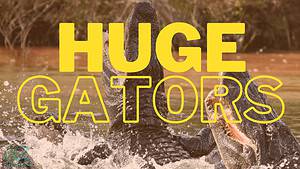 The 5 Largest Alligators Ever Found in Lousiana Picture