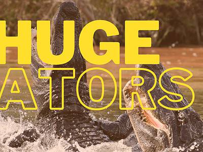 A The 5 Largest Alligators Ever Found in Lousiana