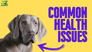 The 7 Most Common Health Problems in Weimaraners Picture