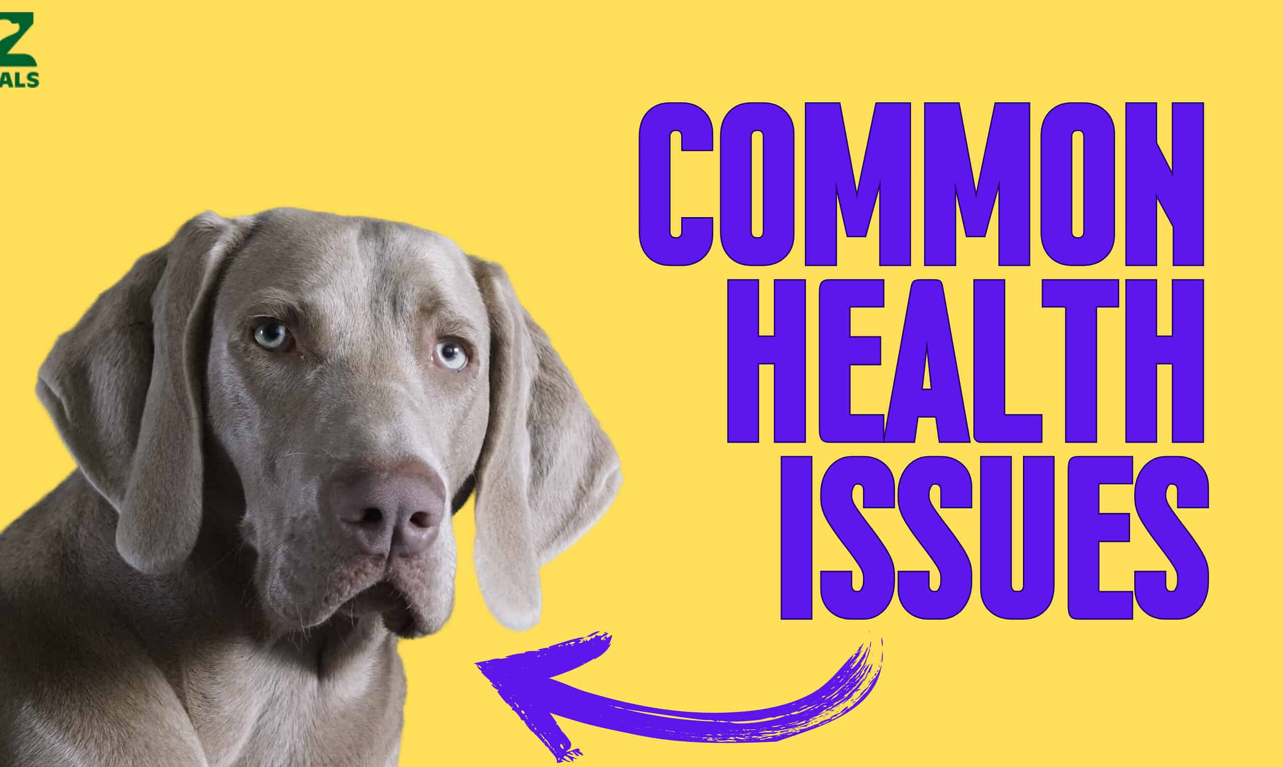 The 7 Most Common Health Problems in Weimaraners - A-Z Animals