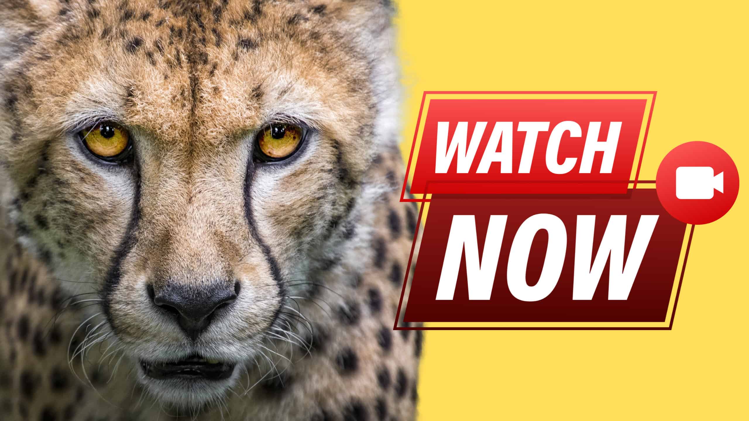 Cheetah Video