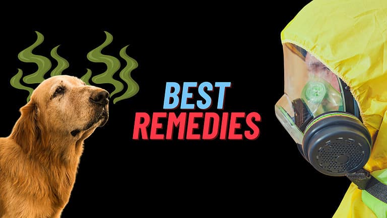 Smelly Dog Remedies