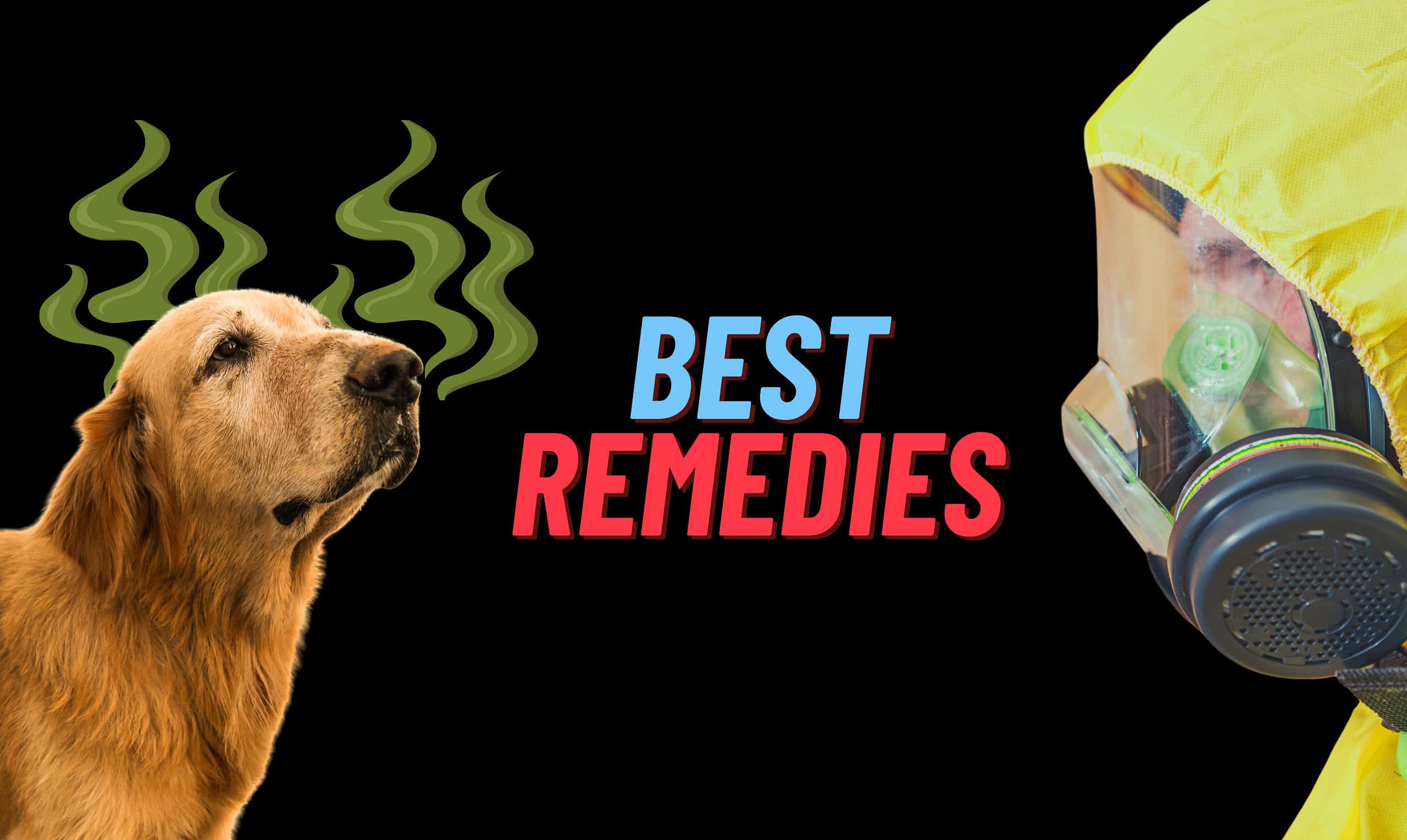 Smelly Dog Remedies