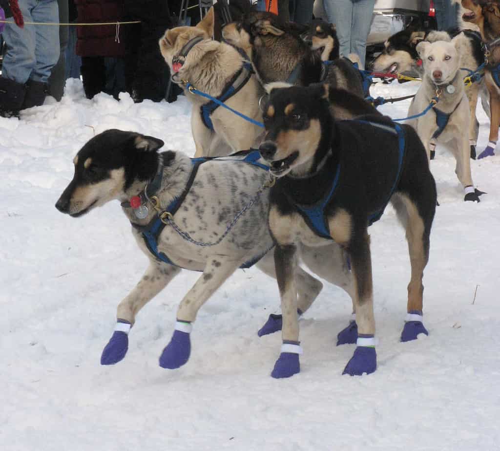 Sled dogs lining up for beginning of race in Montana.