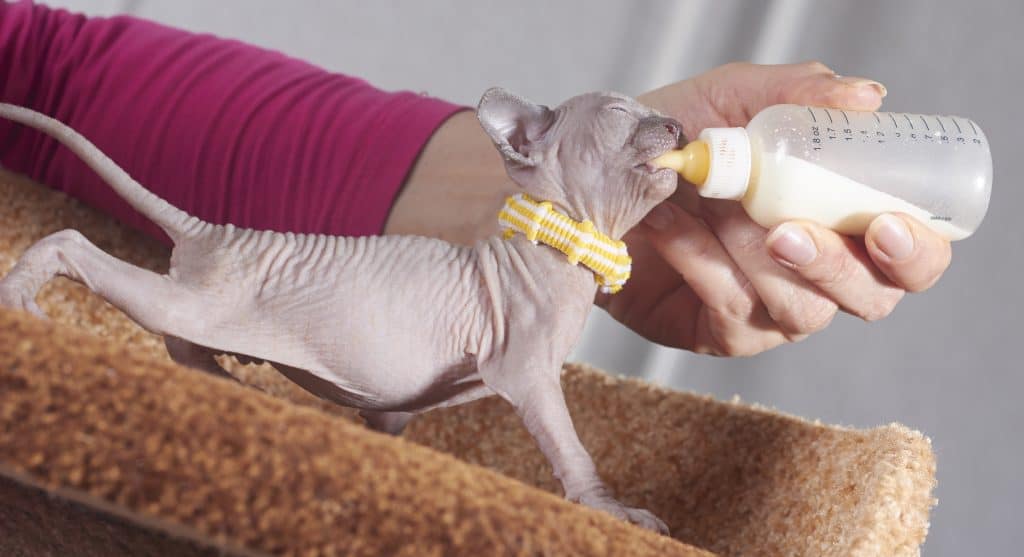 Sphynx kitten drinking milk
