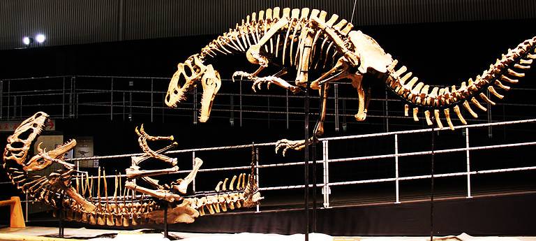 T. rex