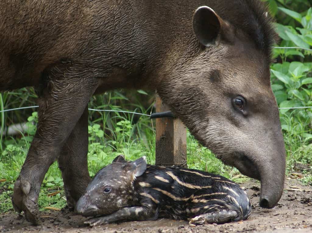 tapir with her baby at the Buenos Aires Zoo