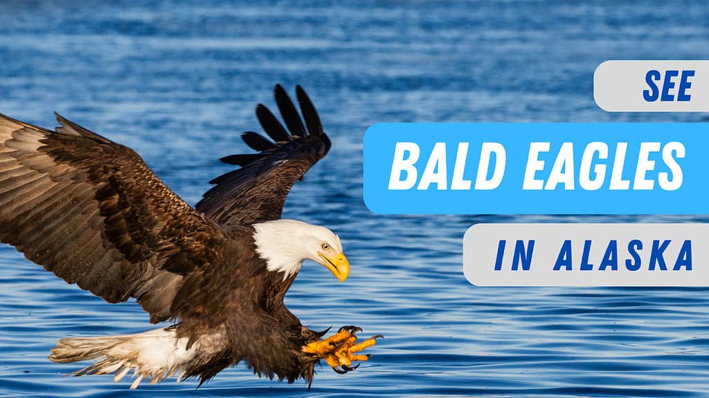 bald eagles alaska