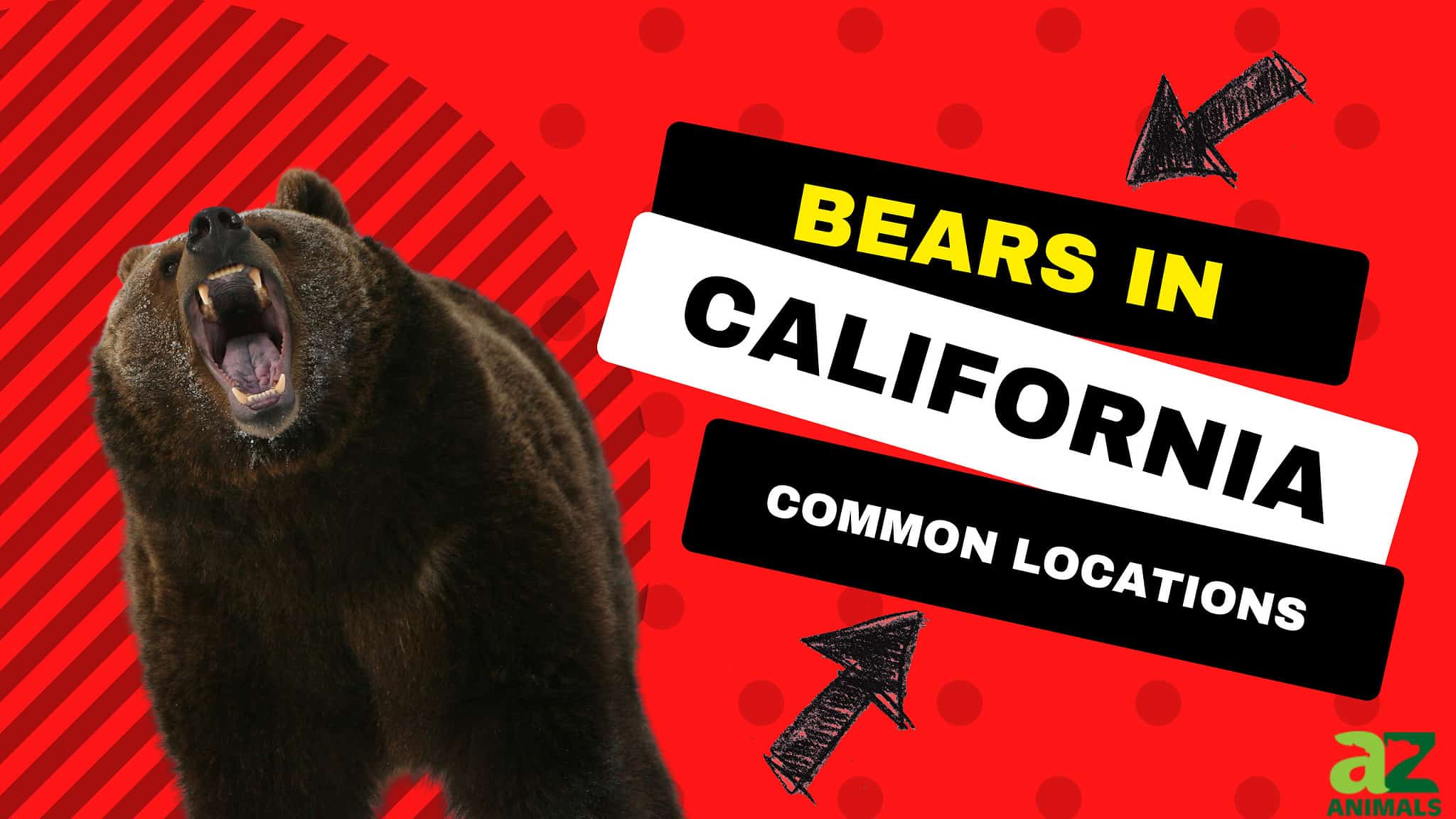 6 Places You're Most Likely to Encounter a Bear in California This