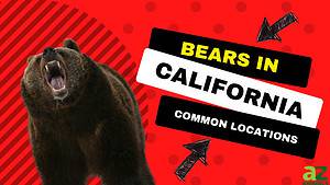 6 Places You’re Most Likely to Encounter a Bear in California This Winter Picture