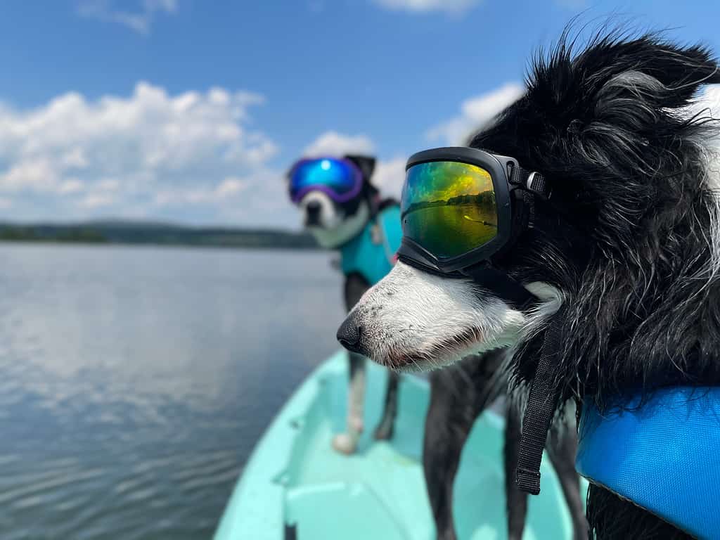 A border collie and pitbull, both wearing life jackets and dog goggles, kayaking on a scenic lake