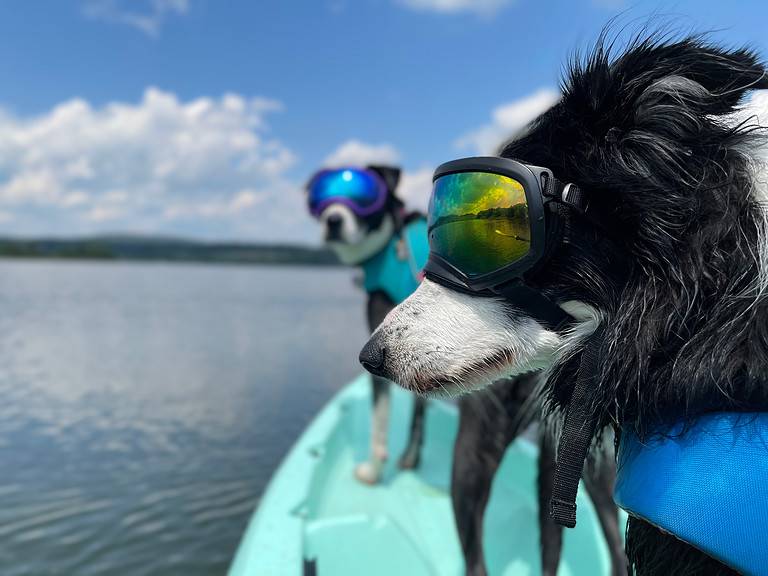 Border collie and pitbull wearing dog goggles and life jackets paddle a scenic lake