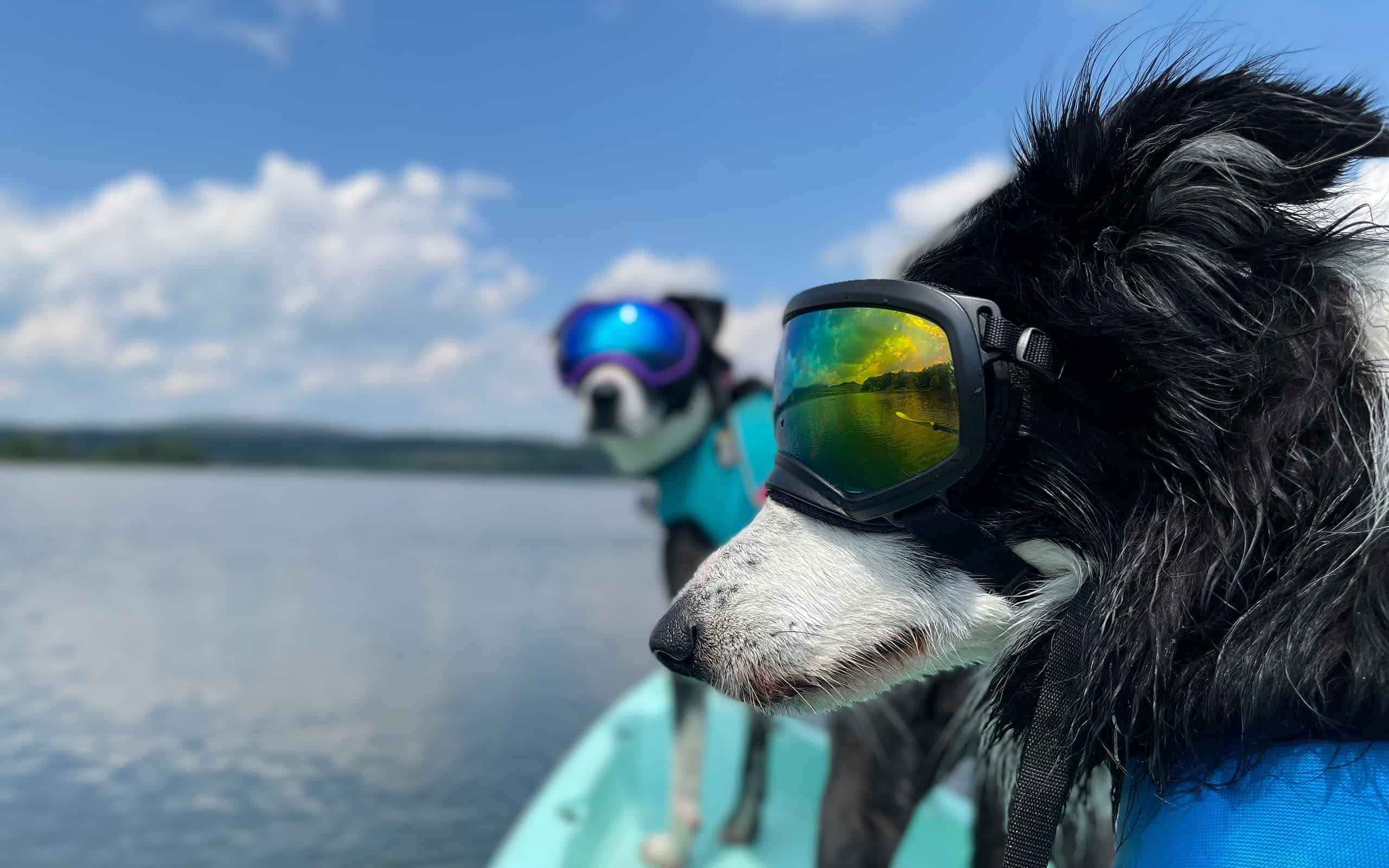 Border collie and pitbull wearing dog goggles and life jackets paddle a scenic lake