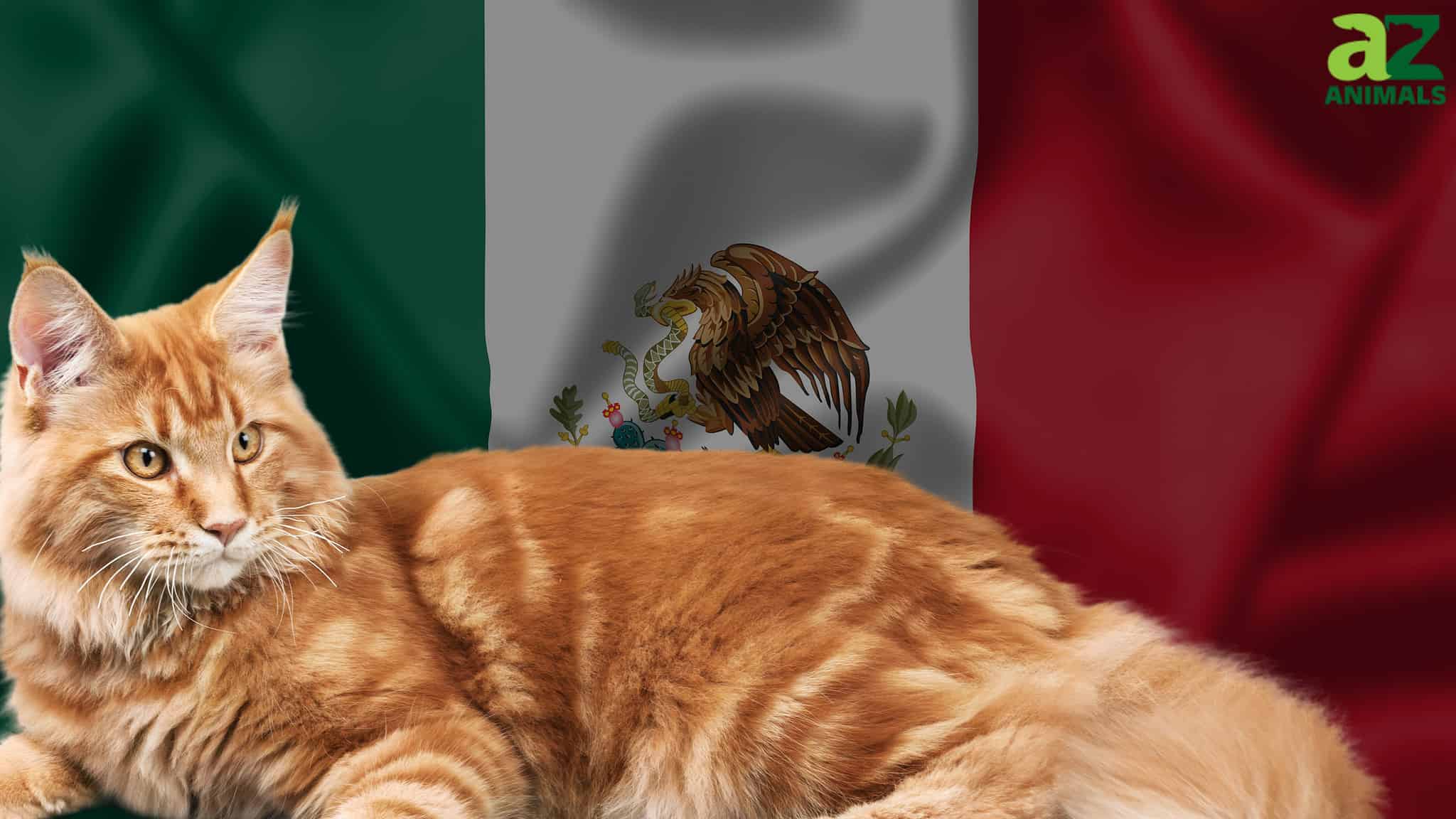 169-great-mexican-cat-names-and-their-meanings