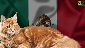 169 Great Mexican Cat Names and Their Meanings Picture