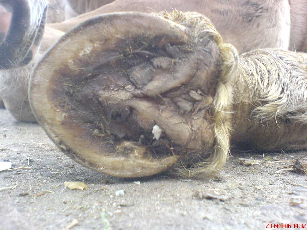 Newborn horse foal hoof with eponychium