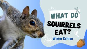 What Do Squirrels Eat In The Winter? 6 Common Foods Picture