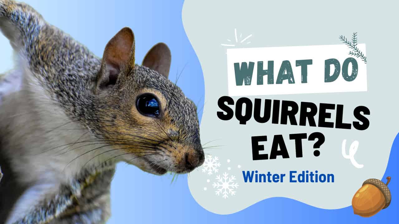 What Do Squirrels Eat In The Winter? 6 Common Foods - A-Z Animals