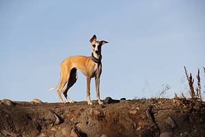 Whippet Progression: Growth Chart, Milestones, and Training Tips Picture