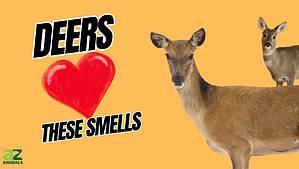 The Top 15 Smells Attracting Deer to Your Yard Picture