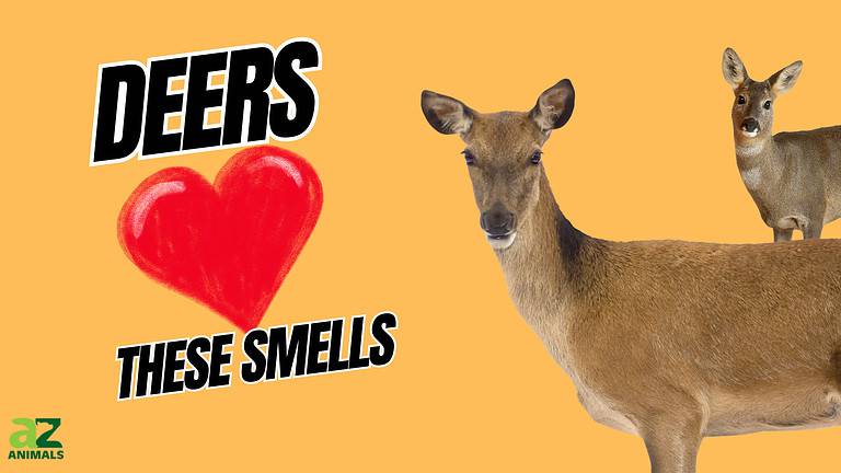 Deer Smells