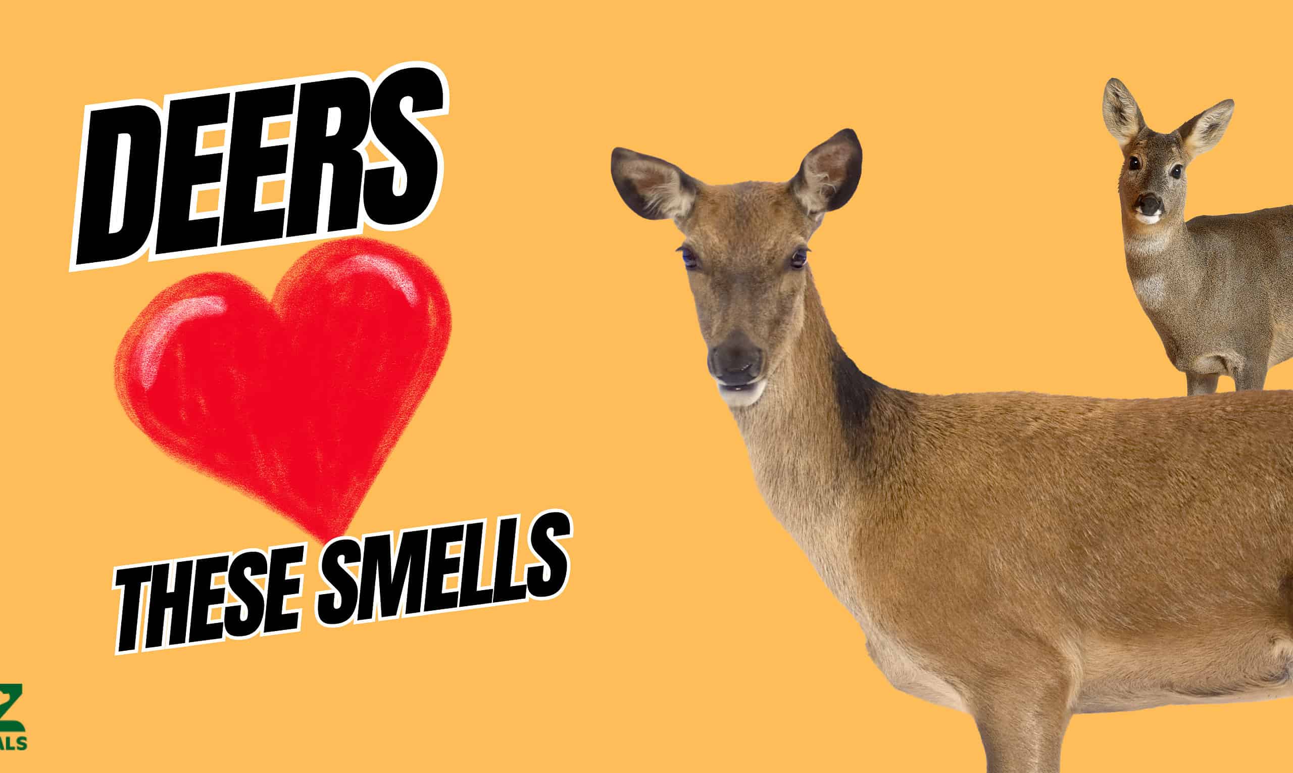 Deer Smells