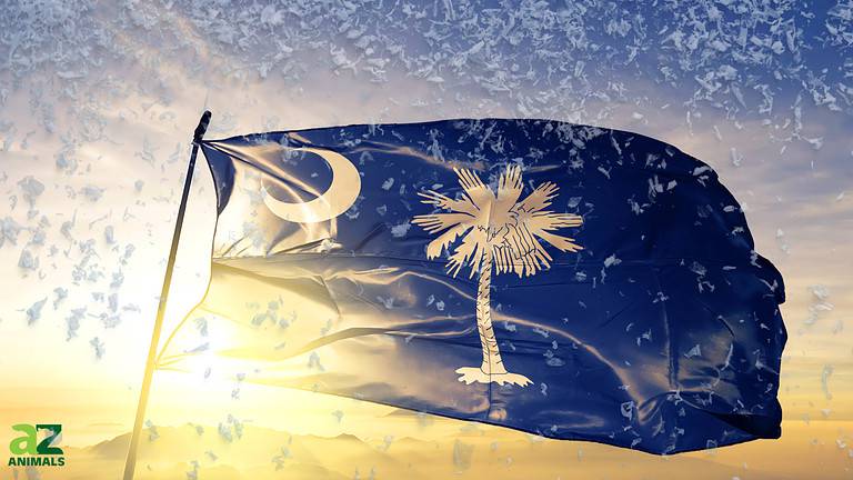 SC Snow