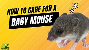 How to Care For a Baby Mouse: 10 Steps to Take If You Encounter One Picture