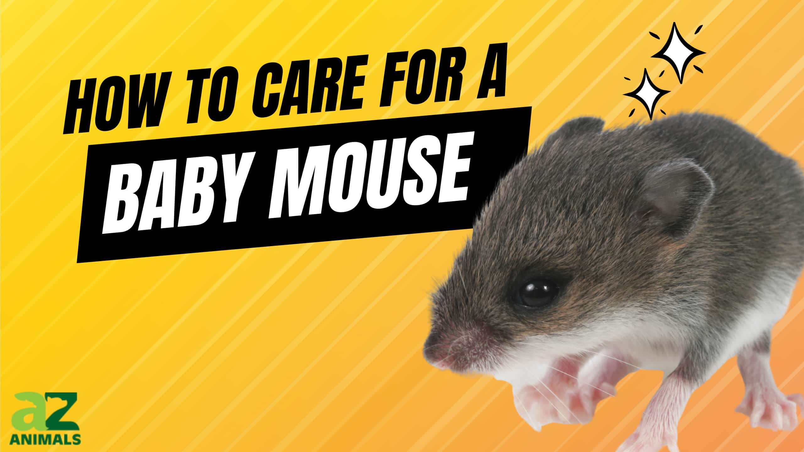 Care for Baby Mouse