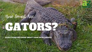 Are Alligators Smart? Everything We Know About Their Intelligence Picture