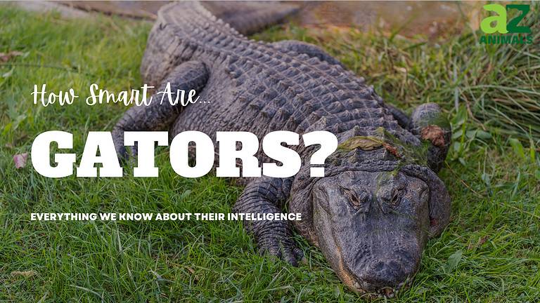 Gator Intelligence