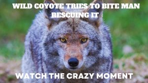 See the Crazy Moment When a Wild Coyote Tries to Bite a Man Rescuing It Picture