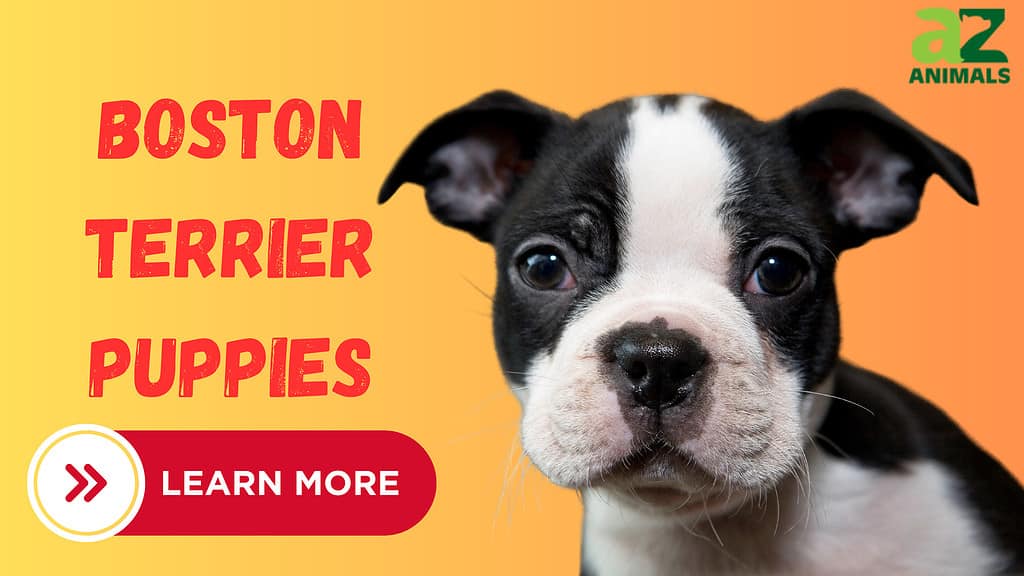Boston Terrier Puppies: Pictures, Adoption Tips, and More! - A-Z Animals