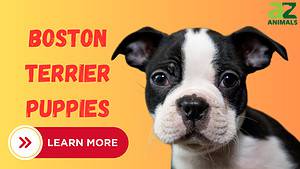 Boston Terrier Puppies: Pictures, Adoption Tips, and More! Picture